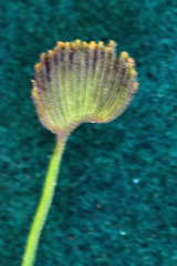 Schizaea pectinata