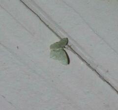 Chloropteryx nordicaria