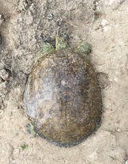 Apalone spinifera pallida