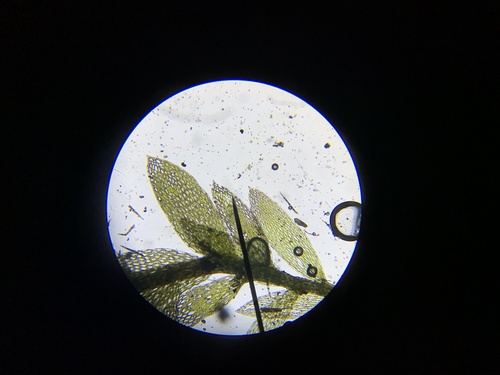 Hookeria acutifolia