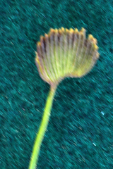 Schizaea pectinata