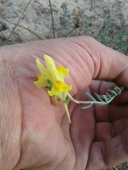 Linaria polygalifolia polygalifolia