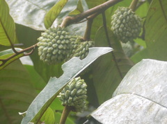 Annonaceae