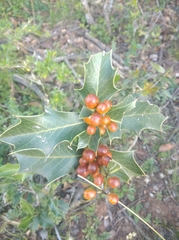 Maytenus ilicifolia