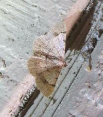 Frederickia flaviterminata