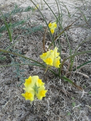 Linaria polygalifolia polygalifolia