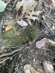 Hygroamblystegium varium