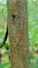 Cryphonectria parasitica