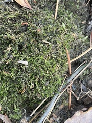 Hygroamblystegium varium