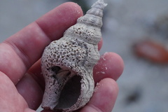 Triplofusus giganteus