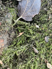 Hygroamblystegium varium