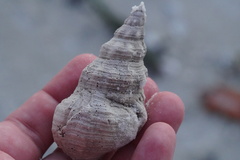 Triplofusus giganteus