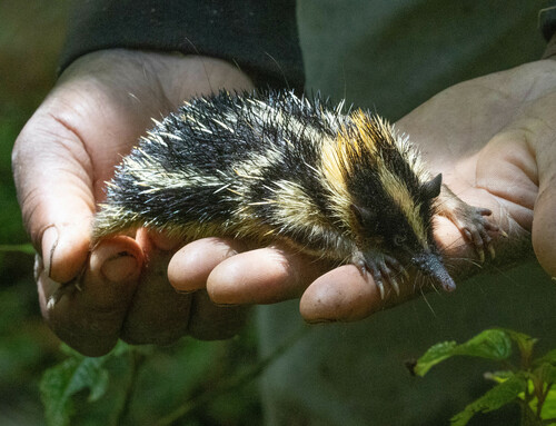 Lowland Streaked Tenrec