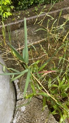 Paspalum distichum