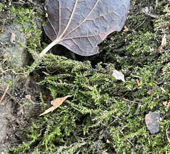 Hygroamblystegium varium