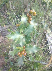 Maytenus ilicifolia