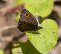 Satyrinae