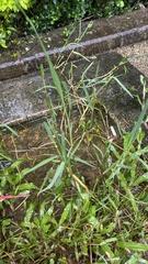Paspalum distichum