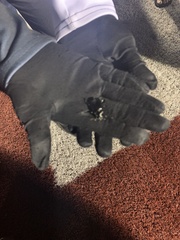 Pasimachus californicus