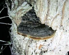 Phellinus badius
