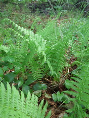 Coryphopteris nipponica