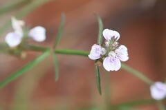 Rostellularia adscendens clementii