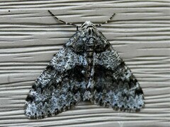 Phigalia denticulata