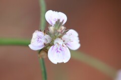 Rostellularia adscendens clementii