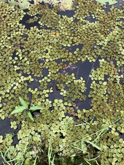 Salvinia