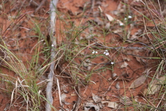 Rostellularia adscendens clementii