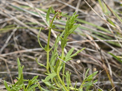 Haloragis heterophylla