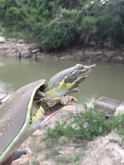 Apalone spinifera pallida