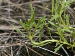 Haloragis heterophylla