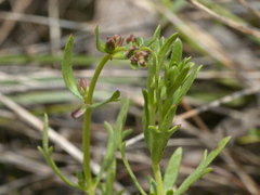 Haloragis heterophylla