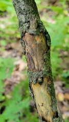 Cryphonectria parasitica