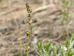 Haloragis heterophylla