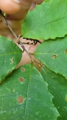 Cryphonectria parasitica