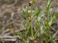 Haloragis heterophylla