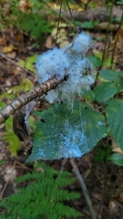 Phylloplecta tripunctata