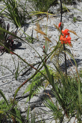 Pillansia templemannii