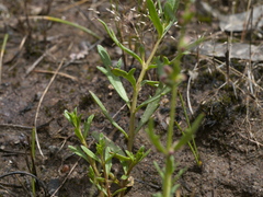 Haloragis heterophylla