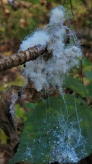 Phylloplecta tripunctata