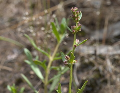 Haloragis heterophylla