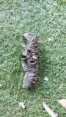 Banksia integrifolia