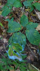 Phylloplecta tripunctata