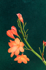 Pillansia templemannii