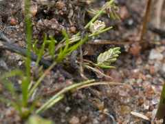 Isolepis levynsiana