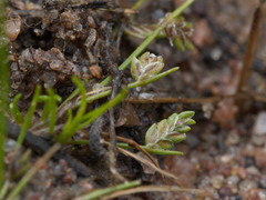 Isolepis levynsiana