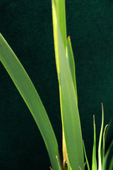 Pillansia templemannii