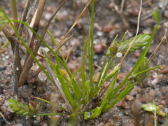 Isolepis levynsiana